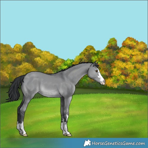 Horse Color:Grullo Chinchilla 