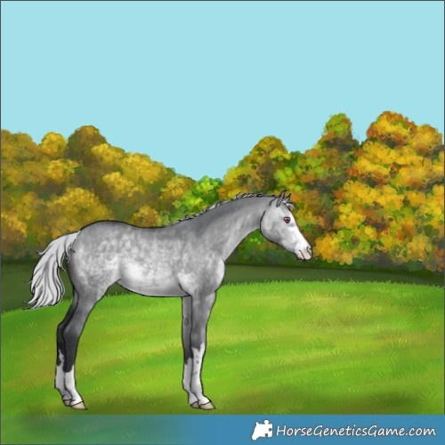 Horse Color:Silver Brown Chinchilla Dun 