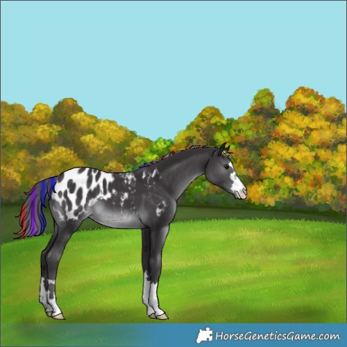 Horse Color:Painted Smoky Black Chinchilla Appaloosa