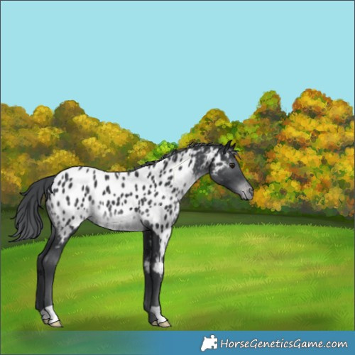Horse Color:Black Chinchilla Appaloosa 