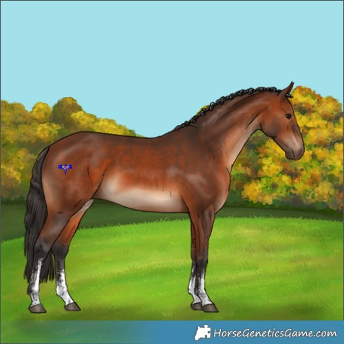 Horse Color:Bay Sabino 