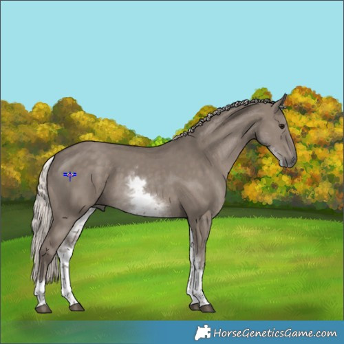 Horse Color:White Spotted Silver Grullo 