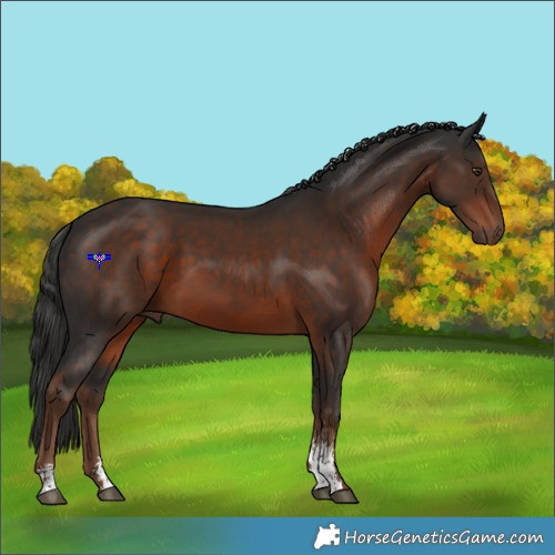Horse Color:Liver Chestnut Sabino Rabicano 