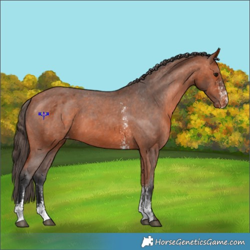Horse Color:Bay Sabino Appaloosa 