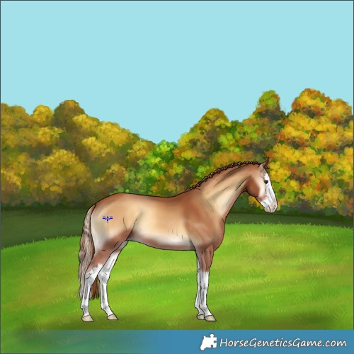 Horse Color:Red Onyx Sabino Splash Appaloosa 