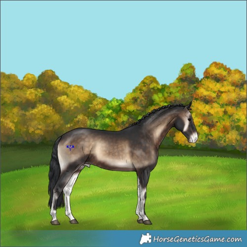 Horse Color:Brown Onyx Varnish 