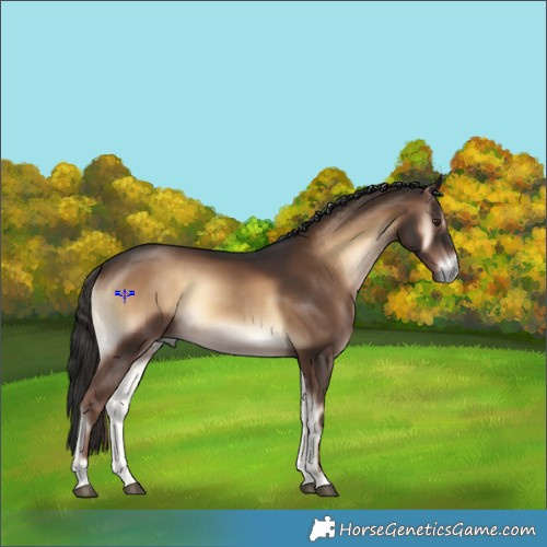 Horse Color:Liver Red Onyx Sabino Rabicano 