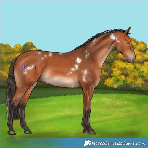 Horse Color:White Spotted Bay 