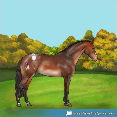 Horse Color:Bay Appaloosa 