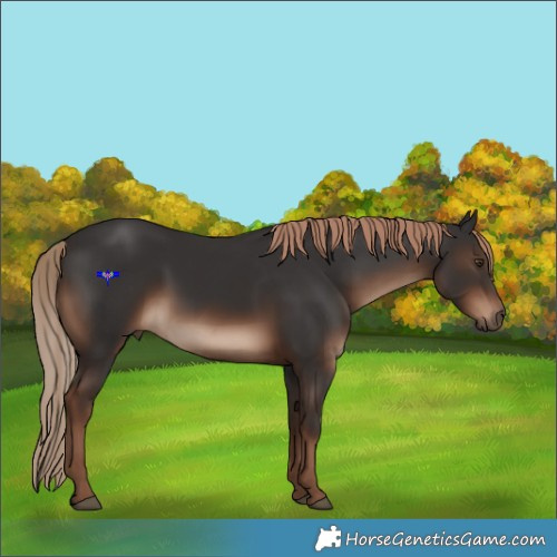 Horse Color:Liver Chestnut Rabicano 
