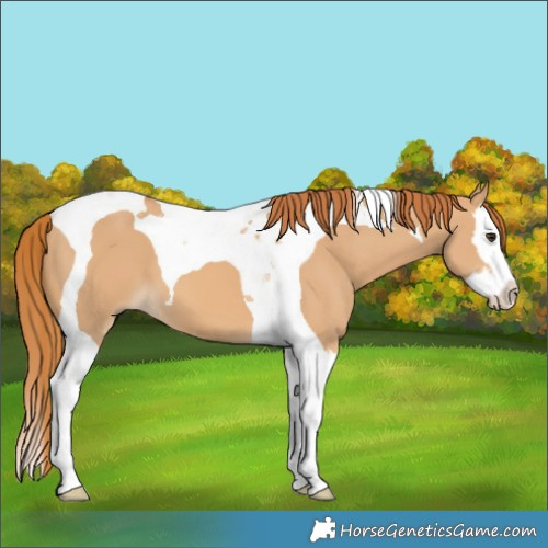 Horse Color:Red Dun Splash Tobiano 