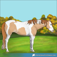Horse Color:Red Dun Splash Tobiano 