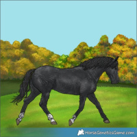Horse Color:Black and Black
