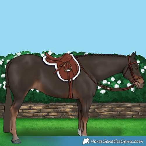 Horse Color:Liver Chestnut Tobiano 