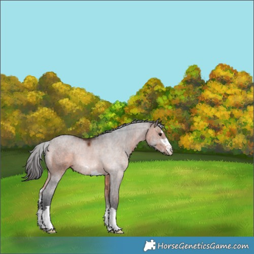 Horse Color:Brown Rabicano 