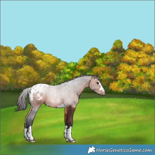 Horse Color:Bay Appaloosa 