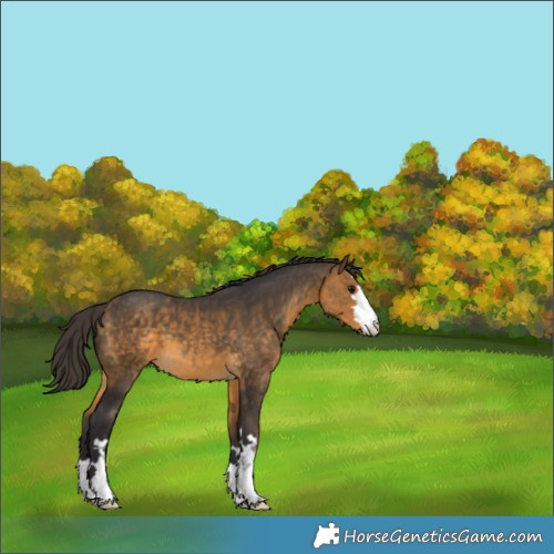 Horse Color:Buckskin 