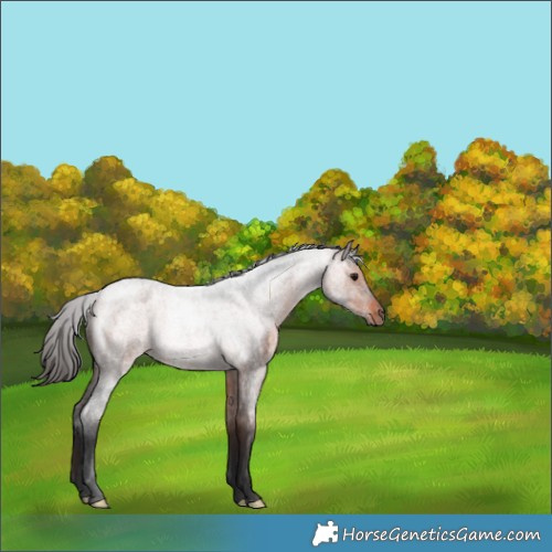 Horse Color:Bay Roan 