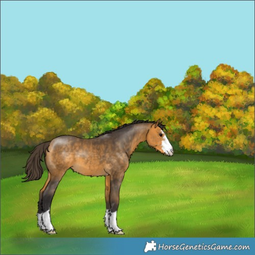 Horse Color:Buckskin 