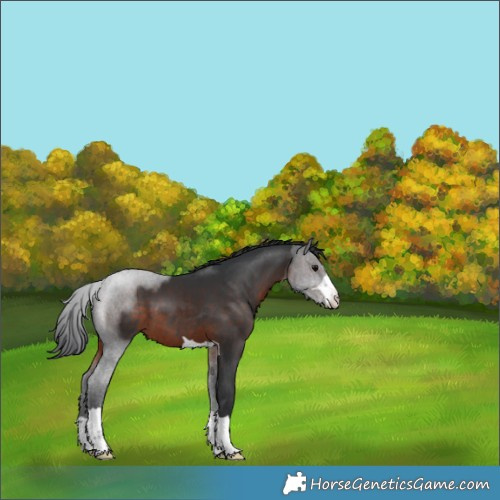 Horse Color:Brown 