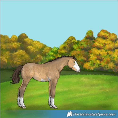 Horse Color:Sable Cream Champagne 