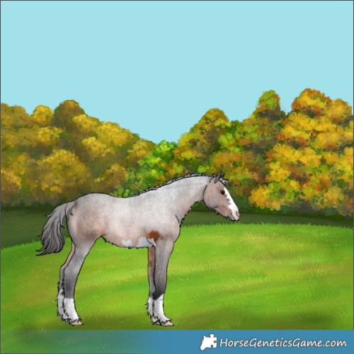 Horse Color:Brown 