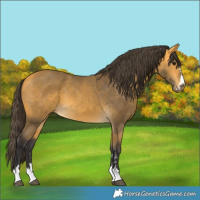 Horse Color:Buckskin 