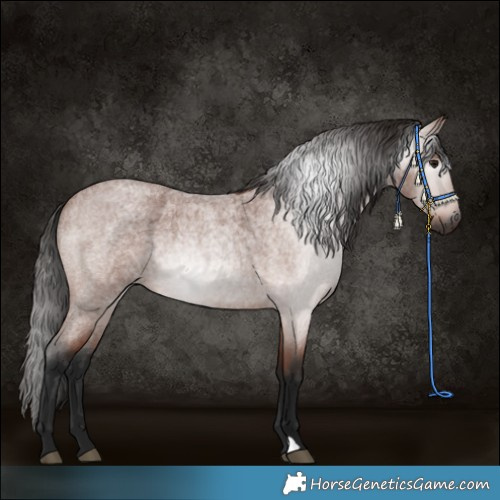 Horse Color:Gray Bay Roan 