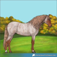 Horse Color:Red Roan 