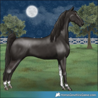Horse Color:Liver Chestnut Tobiano 