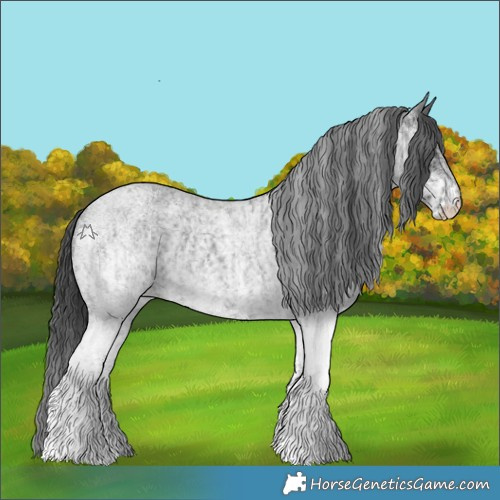Horse Color:White Spotted Blue Roan Rabicano and White Spotted Blue Roan Rabicano