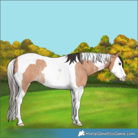 Horse Color:Bay Roan Splash Tobiano Rabicano