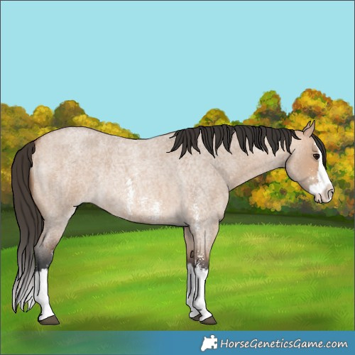 Horse Color:Bay Roan Dun Sabino Splash Rabicano 