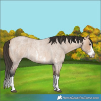 Horse Color:Bay Roan Dun Sabino Splash Rabicano 