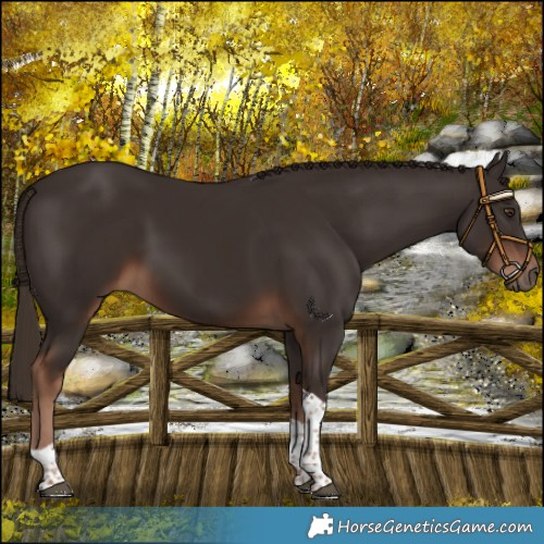 Horse Color:Liver Chestnut Tobiano 