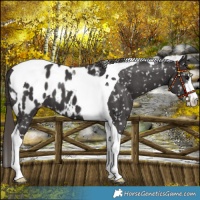 Horse Color:White Spotted Smoky Black Tobiano Appaloosa 