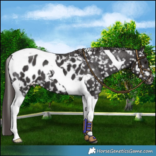 Horse Color:Smoky Black Tobiano Appaloosa 