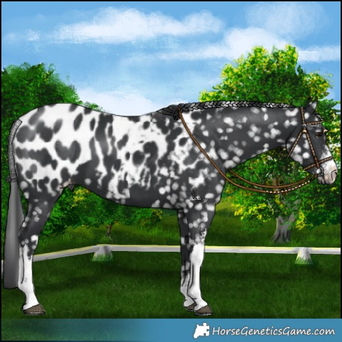 Horse Color:White Spotted Black Appaloosa 