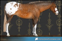 Horse Color:White Spotted Chocolate Palomino Varnish 