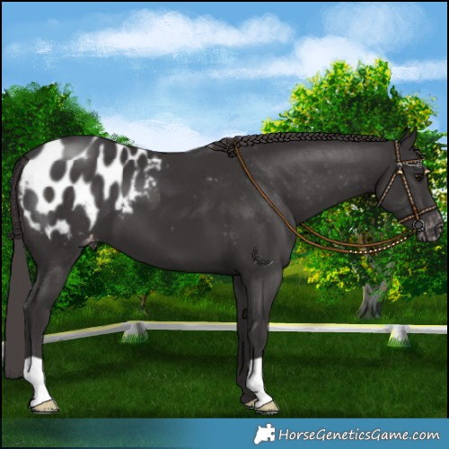 Horse Color:Smoky Black Appaloosa 