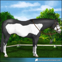 Horse Color:White Spotted Black Frame 