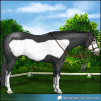 Horse Color:White Spotted Black Frame