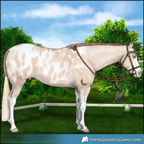 Horse Color:White Spotted Smoky Black Pearl Splash Appaloosa 
