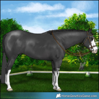 Horse Color:White Spotted Black 