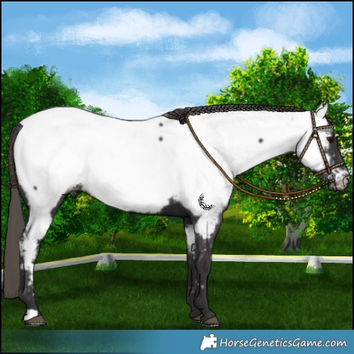 Horse Color:Smoky Black Appaloosa 