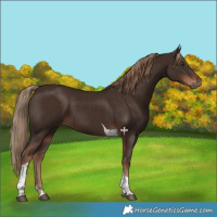 Horse Color:Liver Chestnut Tobiano 