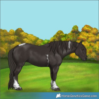 Horse Color:Liver Chestnut Tobiano 