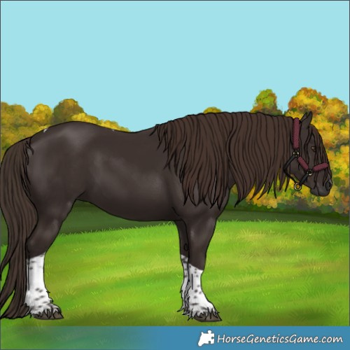 Horse Color:Liver Chestnut Tobiano 