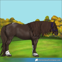 Horse Color:Liver Chestnut Tobiano 