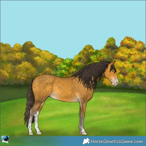 Horse Color:Sable Cream Champagne Sabino Rabicano 